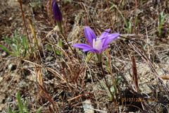 Brodiaea stellaris