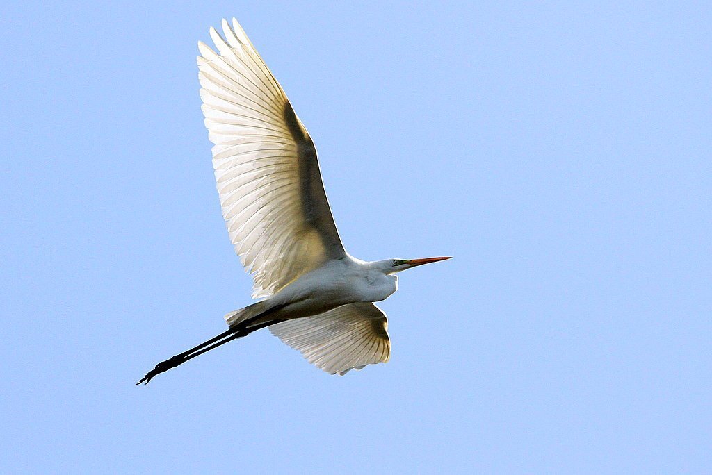 Is that a heron or an egret? Our guide to the region's white birds