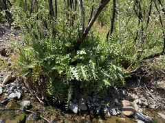Cirsium fontinale