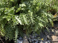 Cirsium fontinale