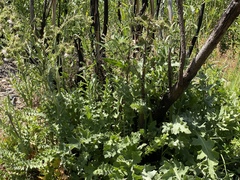 Cirsium fontinale