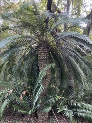 Encephalartos natalensis