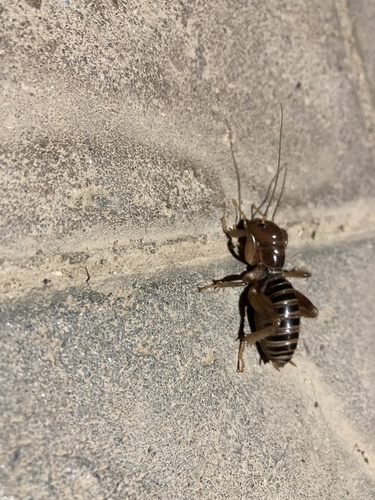 iNaturalist observation photo of North American Jerusalem Crickets