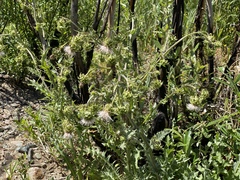 Cirsium fontinale