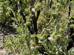 Cirsium fontinale
