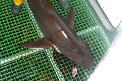 Carcharhinus falciformis