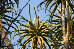 Aloidendron barberae