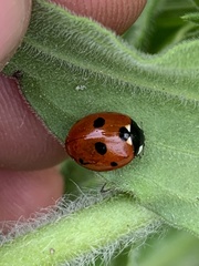 Coccinella septempunctata