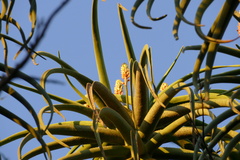Aloidendron barberae
