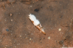 Mompha circumscriptella