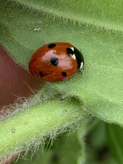 Coccinella septempunctata
