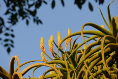 Aloidendron barberae