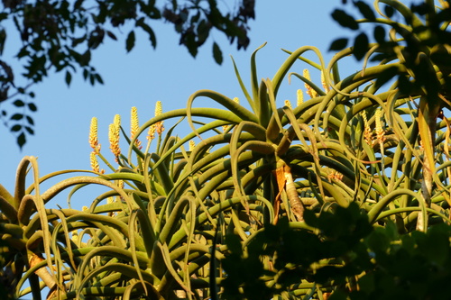 Aloidendron barberae