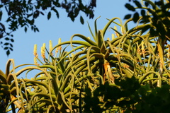Aloidendron barberae