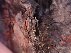 Eustilbum aureum
