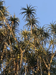 Aloidendron barberae