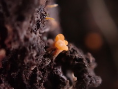 Eustilbum aureum