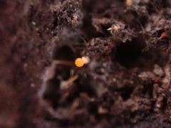 Eustilbum aureum