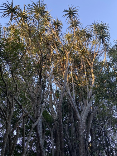 Aloidendron barberae
