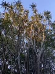 Aloidendron barberae