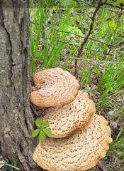 Cerioporus squamosus