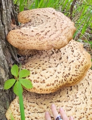 Cerioporus squamosus