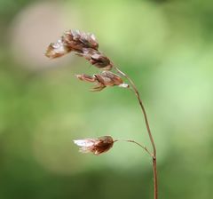 Anthoxanthum australe