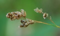 Anthoxanthum australe