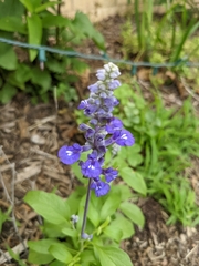 Salvia farinacea
