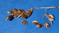 Anthoxanthum australe