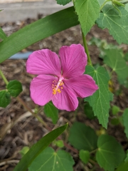 Pavonia lasiopetala