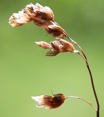 Anthoxanthum australe