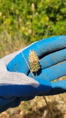 Phalaris californica