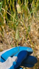 Phalaris californica