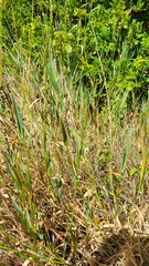 Phalaris californica