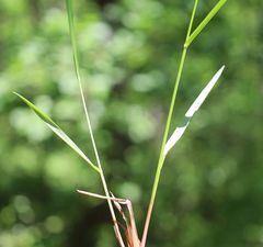 Anthoxanthum australe