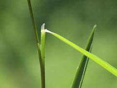 Anthoxanthum australe