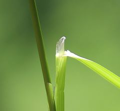 Anthoxanthum australe