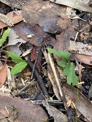 Chiloglottis seminuda