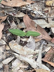 Chiloglottis seminuda