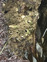 Thylacodes adamsii