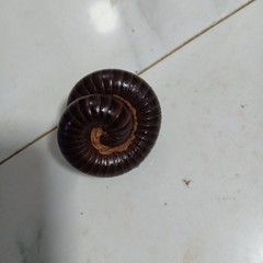 Harpagophoridae