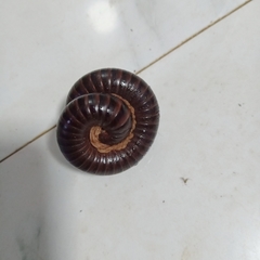 Harpagophoridae