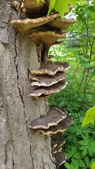 Fungi
