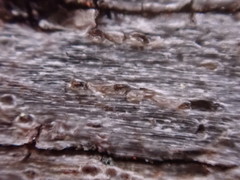Xylographa
