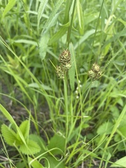 Carex buxbaumii