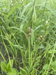 Carex buxbaumii