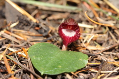 Corybas undulatus