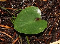 Corybas undulatus