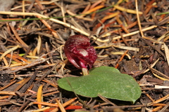 Corybas undulatus